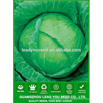 NC39 Biande Chinese green flat cabbage seeds, quality cabbage seeds